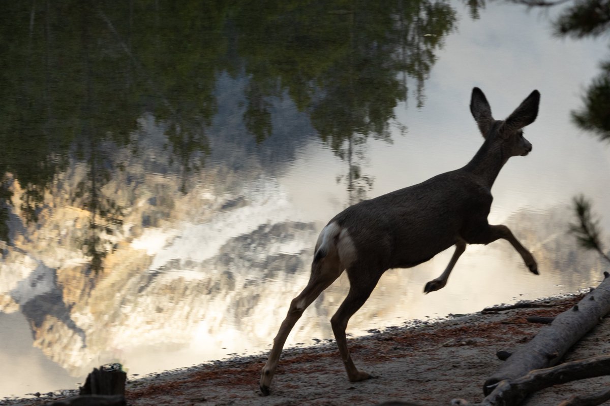 Jeffrey Gagan MD, PhD tweet media