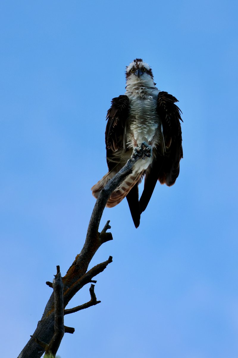 Jeffrey Gagan MD, PhD tweet media