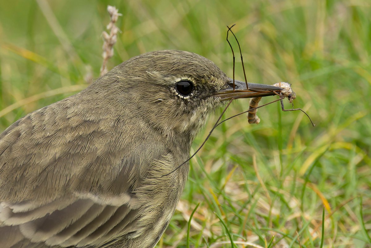 KenBarn90989771's tweet photo. One of our #Strumble resident #Pippits getting into a good lunch by the lookout. Also 1 RTD sighted heading West. @PembsBirds @Dight653 @wdigbirder_ https://t.co/UorbjnGdsM