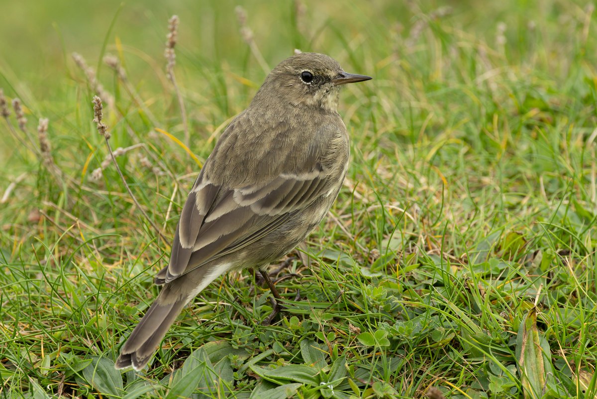 KenBarn90989771's tweet photo. One of our #Strumble resident #Pippits getting into a good lunch by the lookout. Also 1 RTD sighted heading West. @PembsBirds @Dight653 @wdigbirder_ https://t.co/UorbjnGdsM