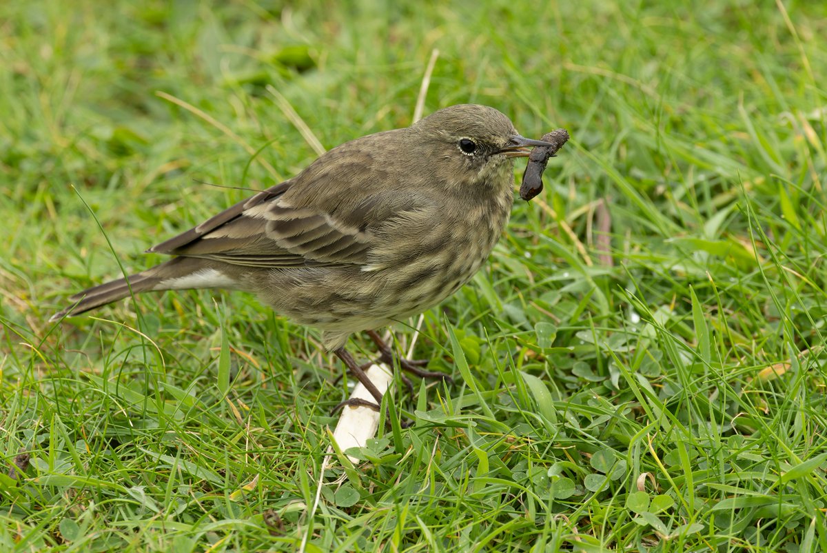 KenBarn90989771's tweet photo. One of our #Strumble resident #Pippits getting into a good lunch by the lookout. Also 1 RTD sighted heading West. @PembsBirds @Dight653 @wdigbirder_ https://t.co/UorbjnGdsM