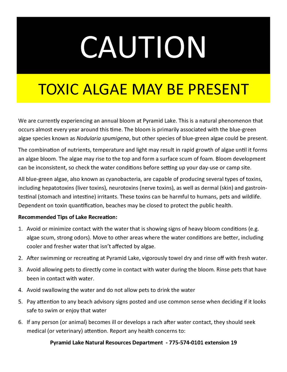plpt's tweet image. CAUTION! A message from our Natural Resources Department: 

We are currently experiencing an annual algae bloom at Pyramid Lake. This is a natural phenomenon that occurs almost every year around this time. #plpt