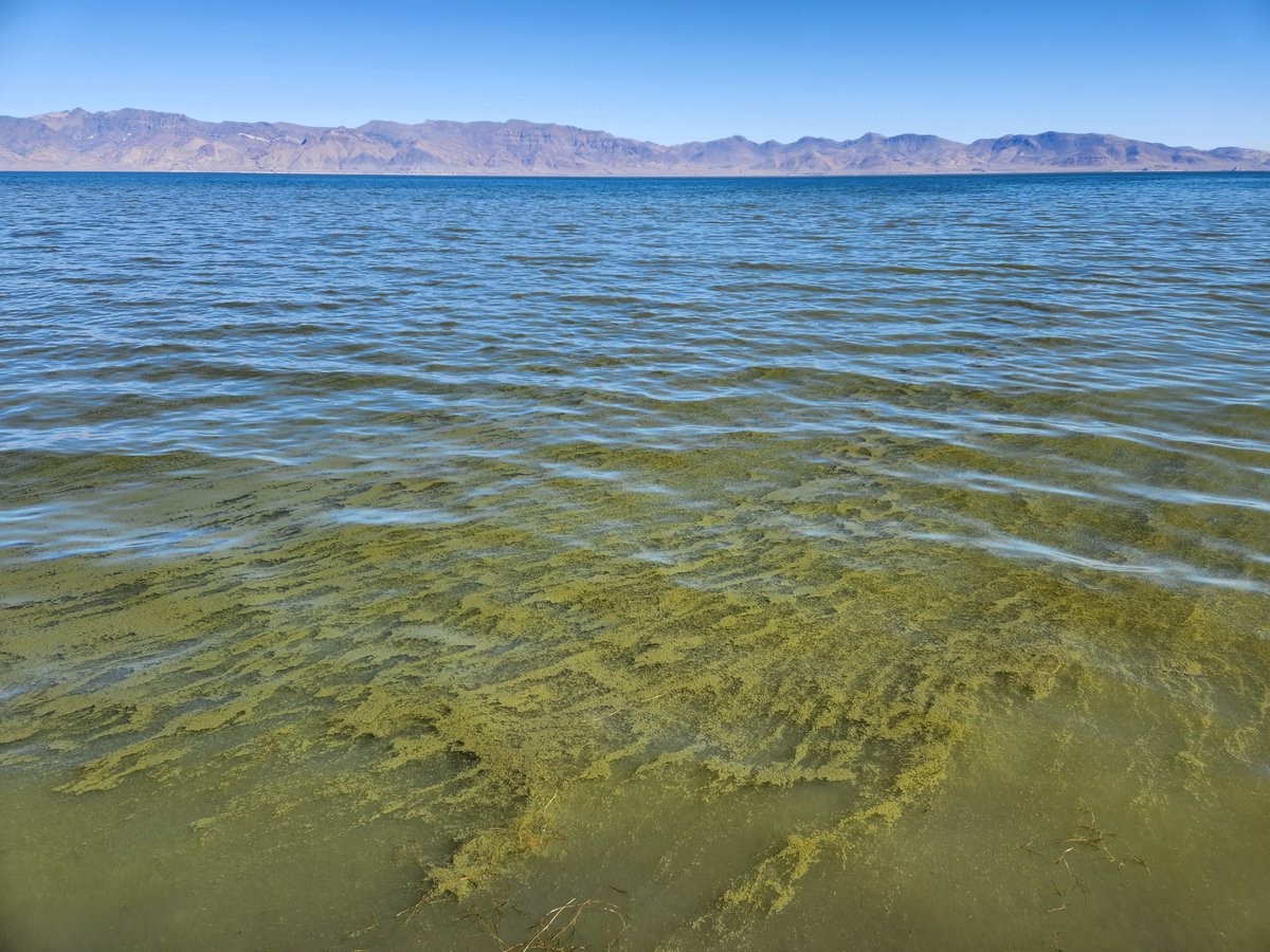 plpt's tweet image. CAUTION! A message from our Natural Resources Department: 

We are currently experiencing an annual algae bloom at Pyramid Lake. This is a natural phenomenon that occurs almost every year around this time. #plpt