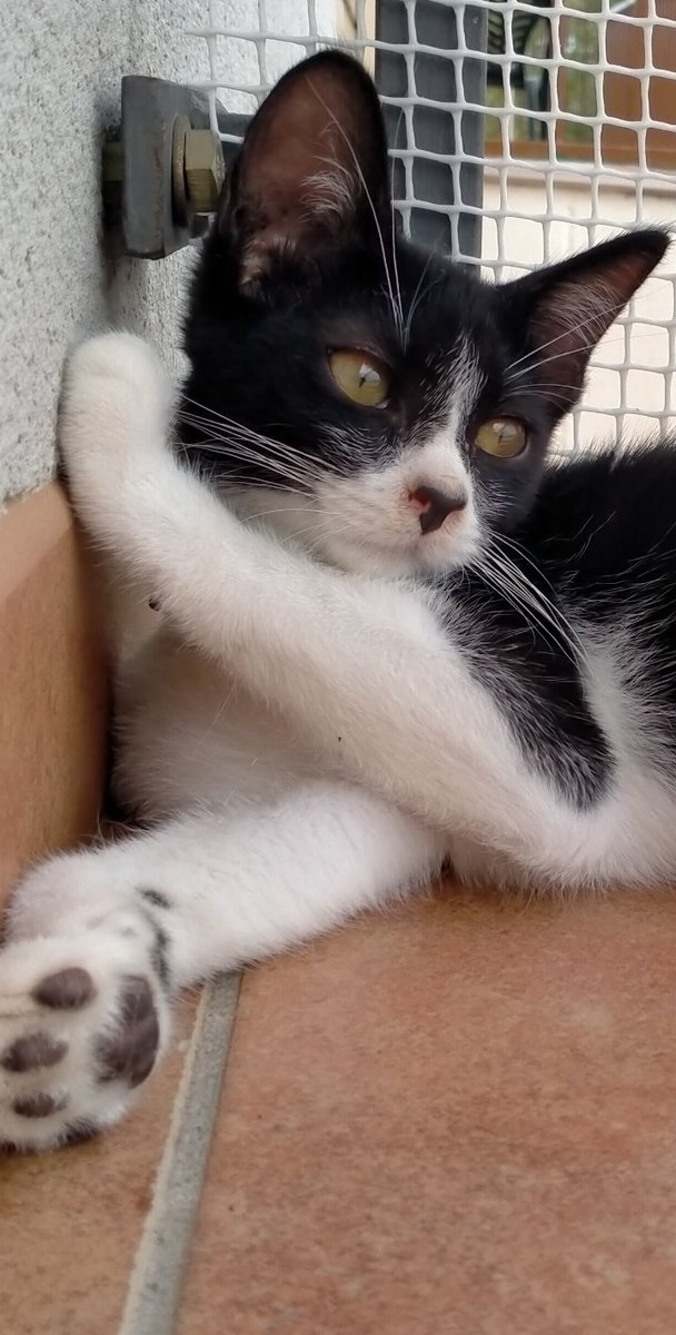 Solopar53137293's tweet photo. #Adopcio #Balaguer  Churu és un gatet de 4 mesos, va ser rescatat del carrer quan van atropellar a la seva mare. És molt dolç i tranquil, però no diu que no quan jugués amb ell! Busca Adopció Responsable. Contacte per DM amb mi. #xarxabarcelonatrobats #XarxaCatalunyaAdopcions https://t.co/rR6UJCLP6V