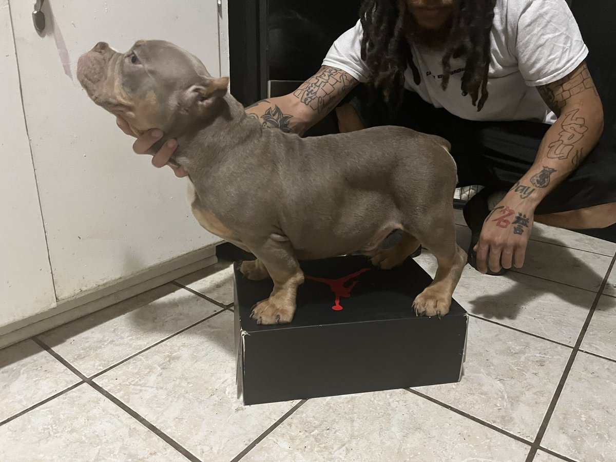 Peyday400's tweet image. Let him cook 👨‍🍳🦍🔥 6 months stacking on size 8 mens shoe box stop playing with him #Dirtydan