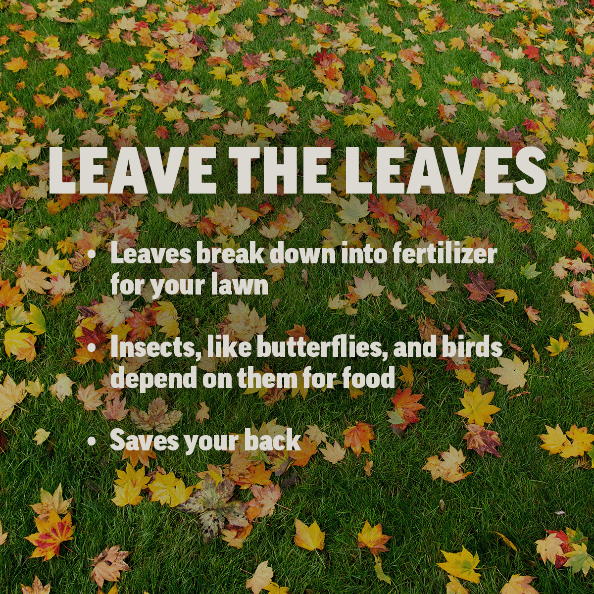 Leave 👏 the 👏 leaves 👏

It’s that time of year when you’re itching to grab your rake and start making piles. But there’s good evidence to leave the leaves. Not only do they release nutrients into the grass as they break down, but they’re also a wildlife habitat and buffet.