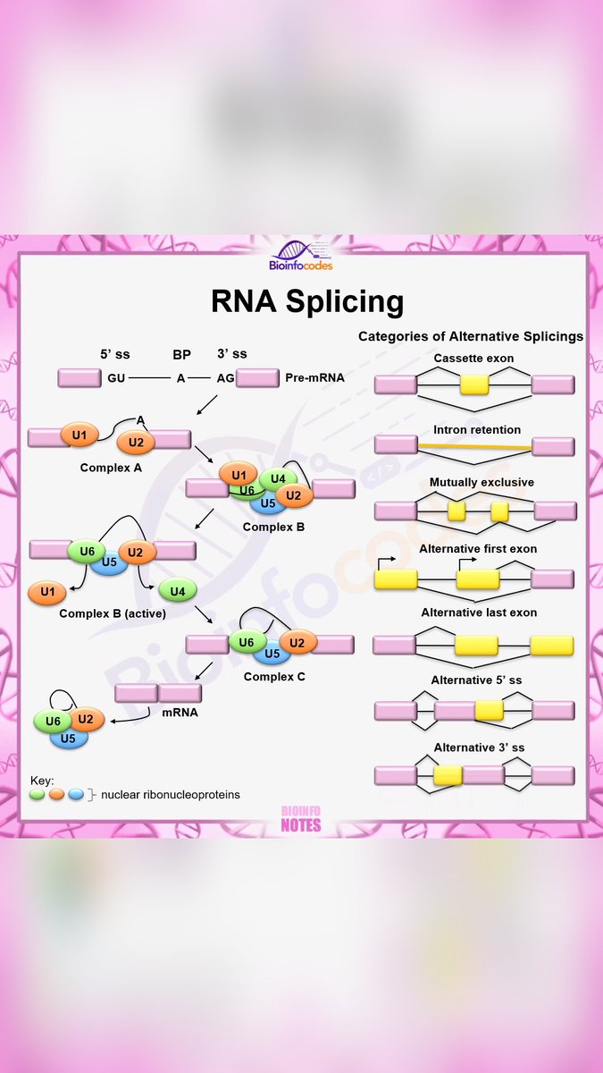 Bioinfocodes YouTube channel has shared a Shorts content about RNA Splicing!

Link: youtube.com/shorts/C4JwRoG…

#rnasplicing #geneexpression #spliceosome #introns #exons #premrna #posttranscriptional #rnaediting #splicingmechanism #splicingfactors