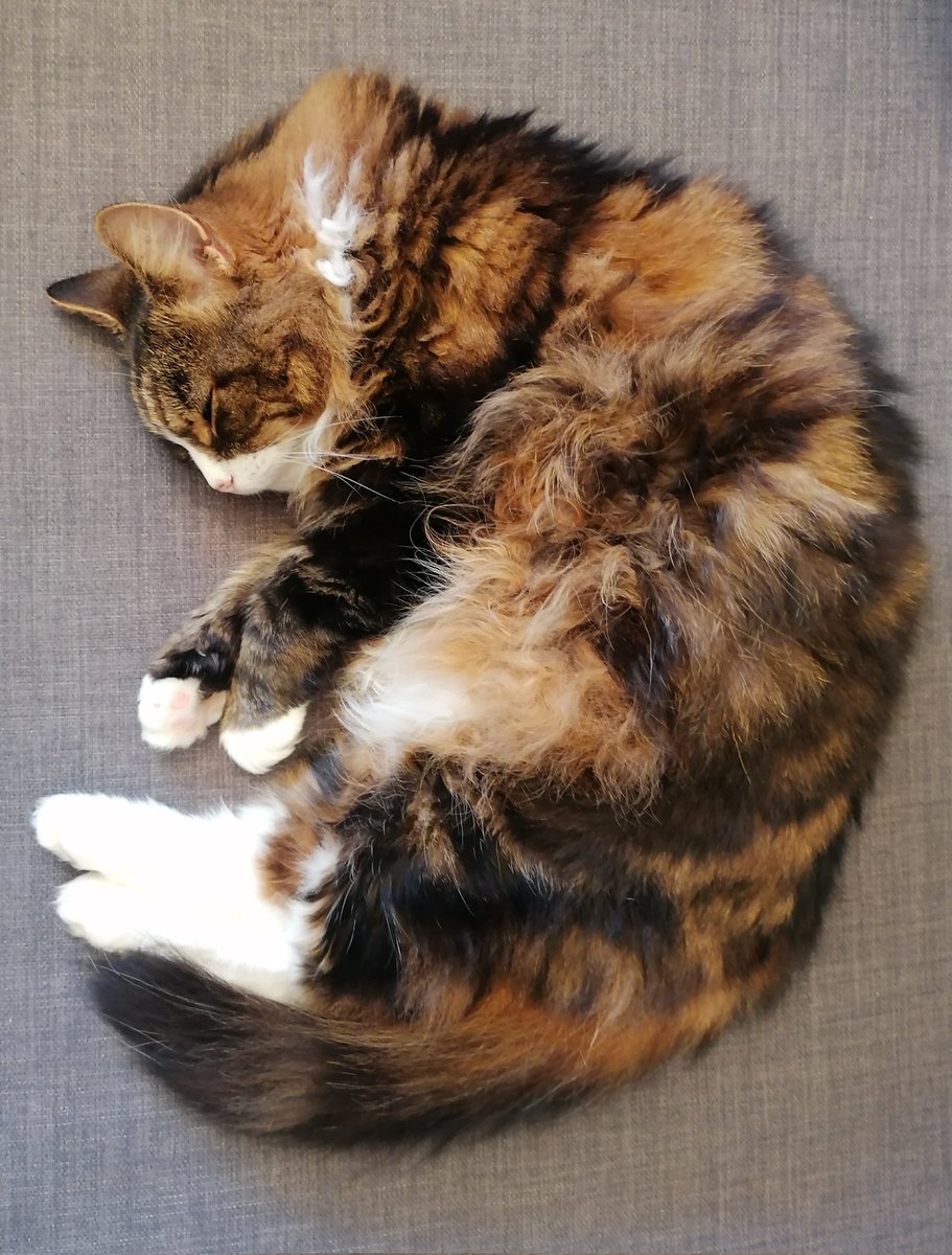 DrAEckert's tweet image. Help she's too perfect for words 😭💕 #kitteh