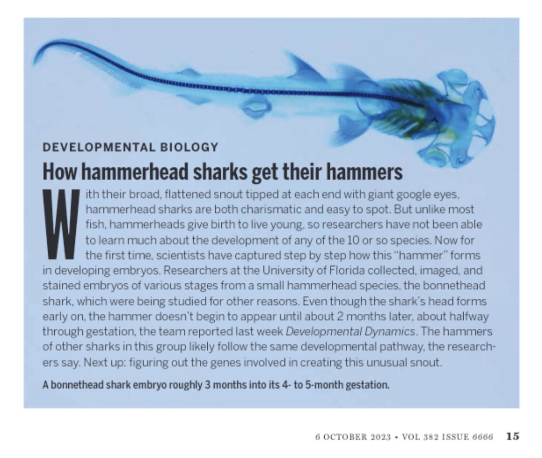 Gareth Fraser (@garethjfraser) on Twitter photo Our hammerhead shark development story <a href="/DevelopmentalDy/">DevelopmentalDynamic</a> made it into <a href="/ScienceMagazine/">Science Magazine</a> today, featuring our image of the cleared and alcian blue stained Bonnethead shark (Sphyrna tiburo) baby! 🔨🦈🔥 <a href="/UFNews/">University of Florida News</a> <a href="/UF_CLAS/">UF College of Liberal Arts and Sciences</a> <a href="/UFBiology/">UF Department of Biology</a> <a href="/FloridaMuseum/">Florida Museum</a> Our hammerhead shark development story <a href="/DevelopmentalDy/">DevelopmentalDynamic</a> made it into <a href="/ScienceMagazine/">Science Magazine</a> today, featuring our image of the cleared and alcian blue stained Bonnethead shark (Sphyrna tiburo) baby! 🔨🦈🔥 <a href="/UFNews/">University of Florida News</a> <a href="/UF_CLAS/">UF College of Liberal Arts and Sciences</a> <a href="/UFBiology/">UF Department of Biology</a> <a href="/FloridaMuseum/">Florida Museum</a>