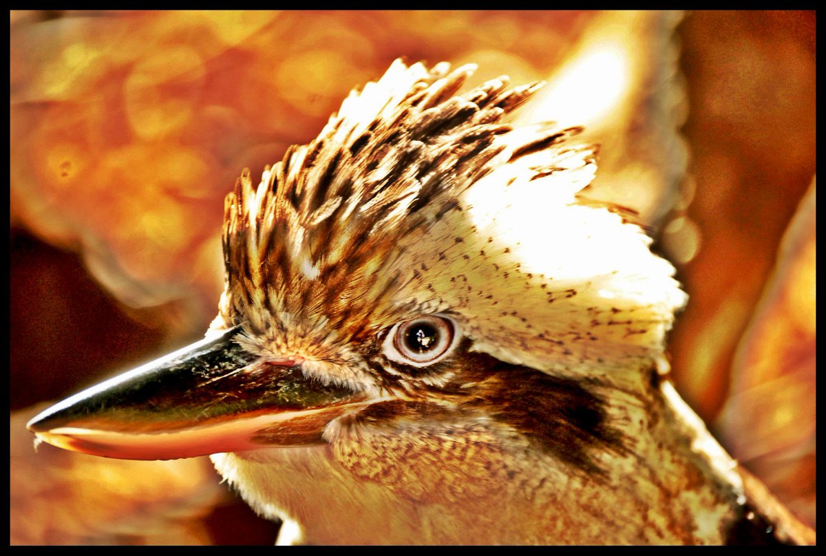 sageofstones's tweet image. That one time I was at Steve Irwin's zoo in Queensland, Australia and photographed my favorite bird, the Kookaburra, and realized after the fact that if you zoom in on her eyeball, you can see my reflection in her eye, taking the picture. 💜🪶
#Kookaburra