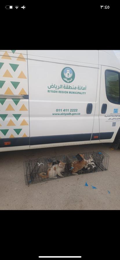 البلدية جالسين ياخذو قطط الاحياء ويرموها في البر بدون اكل بدون مويا ولا حتى ضل القطط جالسه تموت  وايضًا جالسين يسمموهم يقولوان الوضع بيستمر الين ٢٠٢٥ لان عندهم (ابادة) لاحول. ولاقوة الا بالله لازم نتدخل ياجماعه شاركوا بالهاشتاق وادا فيه احد يقدر يتواصل مع البلدية