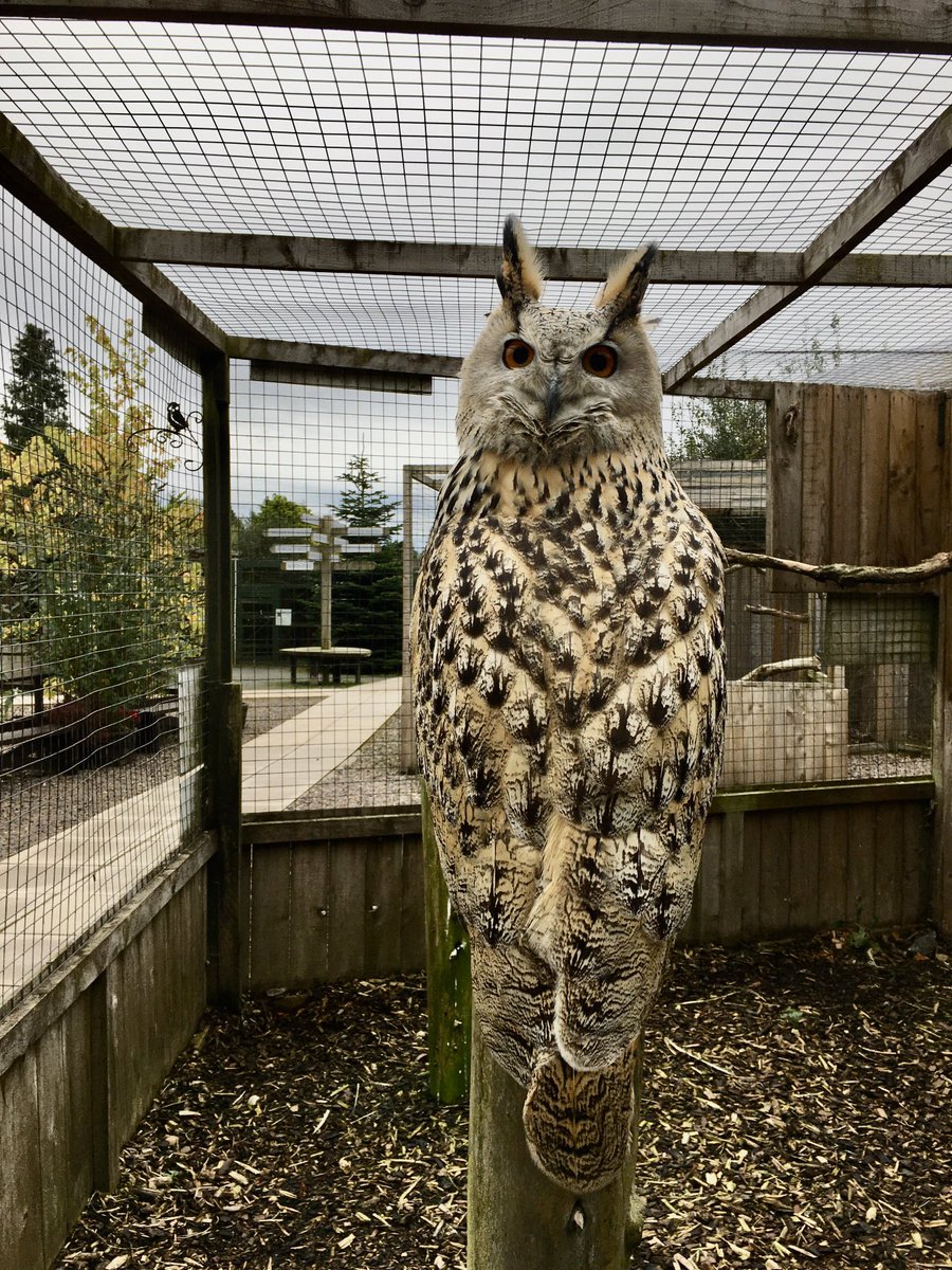 Scottish Owl Centre tweet media