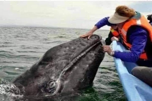 A fisherman spotted her just east of the Farallon Islands (outside the Golden Gate) and radioed for help. Within a few hours, the rescue team arrived and determined that she was so badly off, the only way to save her was to dive in and untangle her…. a very dangerous