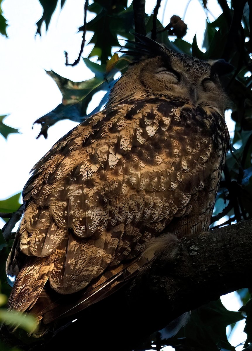 Above96th's tweet photo. For the Flaco followers, I did catch up with our boy late yesterday afternoon when he was sleeping soundly in preparation for the nightly hunt. The fading sunlight made his feathers appear to glow!✨✨✨#Flaco #CentralPark #birdcpp https://t.co/oj5wcDsPGY