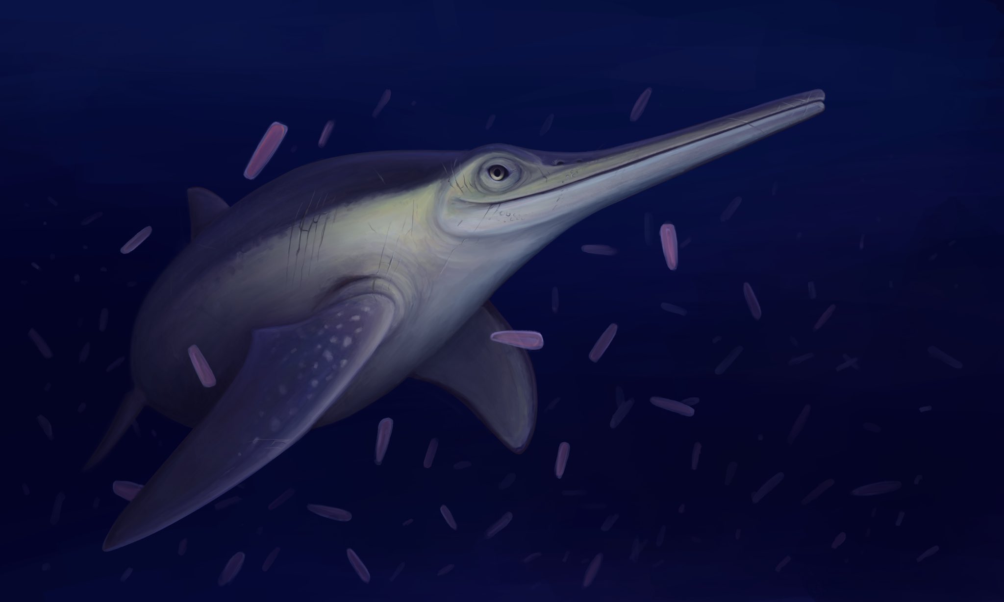 A dark blue and silver platypterygiine ichthyosaur swims through a cloud of pink, glowing pyrosomes in a deep blue sea.