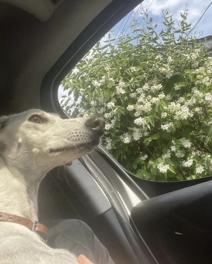 gelert01's tweet photo. ‼️STOLEN‼️ Young female Lurcher #Lola #Althorne #Essex 06/10/2023 "Dogs were targeted but just managed to get Lola! Contact : https://t.co/mcjYtAAVbz @rosiedoc666 @MissingPetsGB @karen73984451 @muddypawscrime @CarolPoyerPeett @MarkPawsey @SAMPAuk_ @LostDogAlertUK https://t.co/Aajb29YVw9