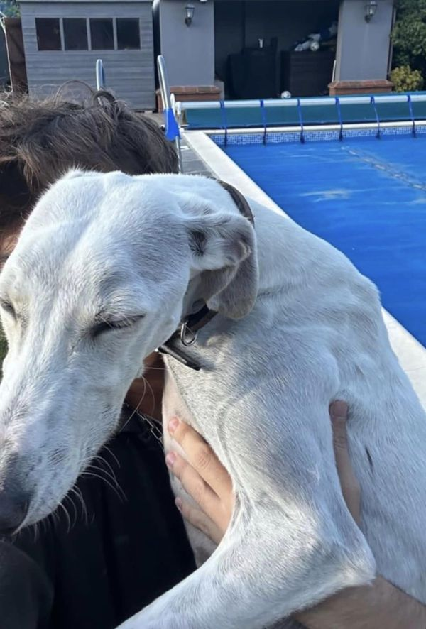 gelert01's tweet photo. ‼️STOLEN‼️ Young female Lurcher #Lola #Althorne #Essex 06/10/2023 "Dogs were targeted but just managed to get Lola! Contact : https://t.co/mcjYtAAVbz @rosiedoc666 @MissingPetsGB @karen73984451 @muddypawscrime @CarolPoyerPeett @MarkPawsey @SAMPAuk_ @LostDogAlertUK https://t.co/Aajb29YVw9
