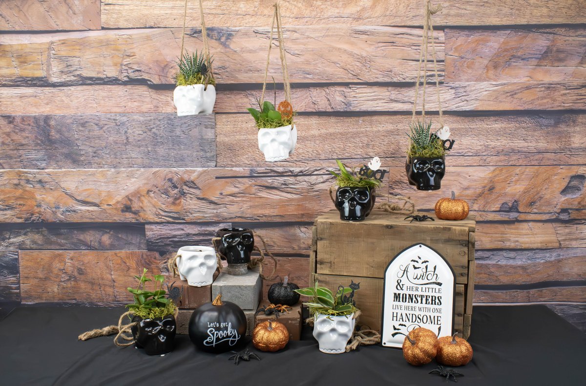 Colasanti_Ltd's tweet image. 👻💀 Hangin&apos; with some of my spooky buddies! 💀👻 Who else loves haunted decorations like these creepy hanging skulls? 🤩 

#halloweenready #spookylife #hauntit #halloween #plants #colasantifarmsltd #wholesaleplants #wholesalepottery #spookyseason #pottery #fallarrangements