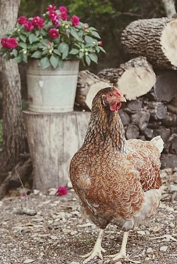 #PostalesDeCampo📸