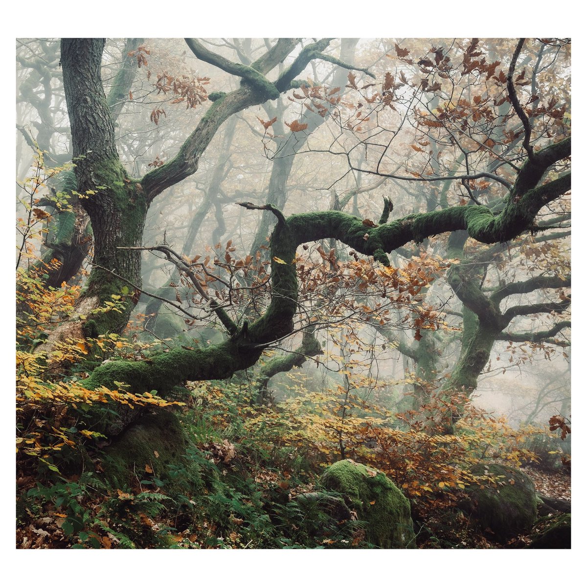 Twisted tales. 
#woodlandphotography #landscapephotography #ancientwoodlands