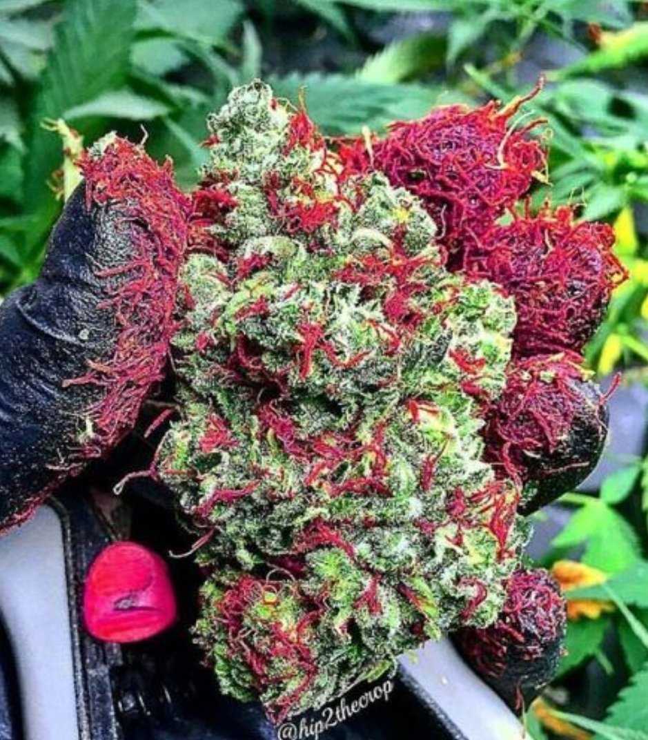 NFT Gang tweet media