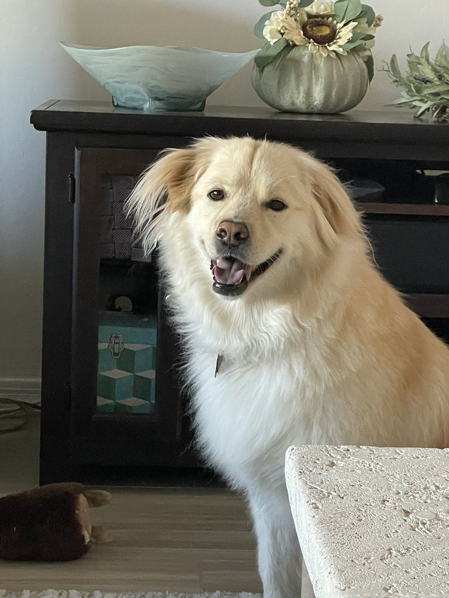 Hi pals! I sent this picture to mom, who’s out of town this weekend. I miss her and she misses me!  Anywho, I’m here with dad and he’s sneaking me extra treatos! Don’t tell mom!