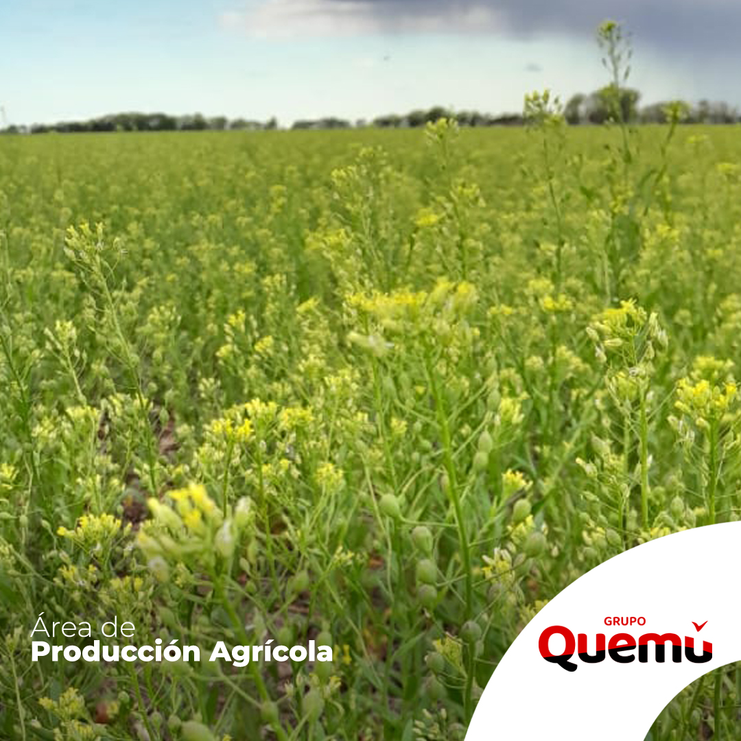 Gracias Chacras por la visita y la recorrida técnica sobre Camelina junto al Equipo de Siembras de Grupo Quemú. Un cultivo de servicio para la elaboración de biocombustible para aviones. Consultanos, si querés saber más sobre Camelina.

<a href="/grupoquemu/">Grupo Quemú</a>