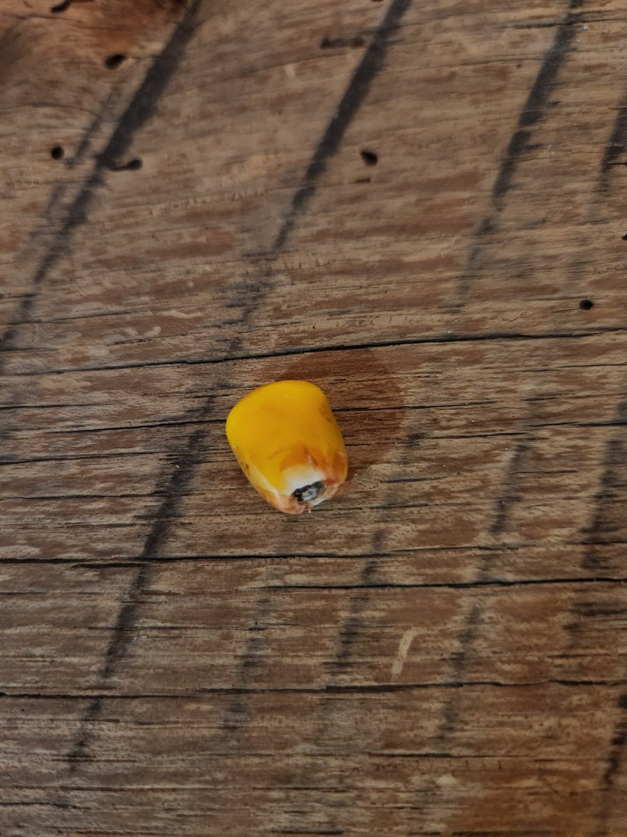 Al Sutherland tweet media