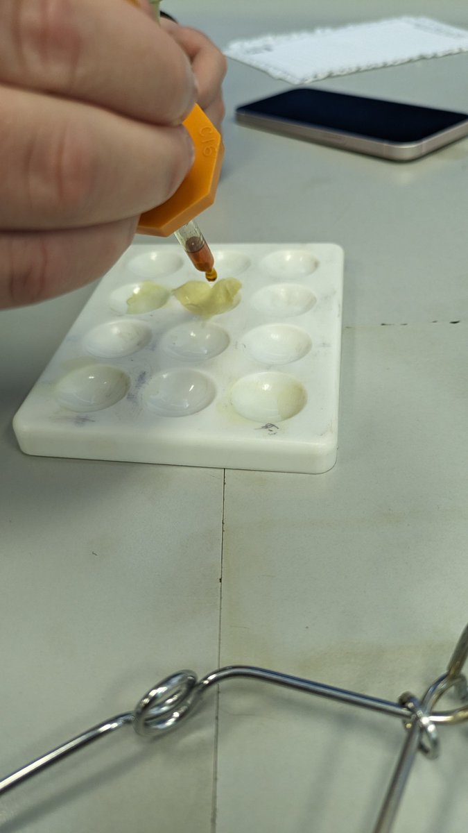 Testing leaves for starch at uni the other day. Results were negative for us for some reason 😭 we wanted a positive result so badly too