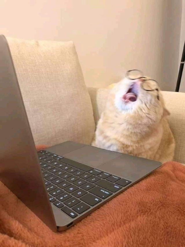DontShowYourCat's tweet photo. on the internet nobody knows you're a cat https://t.co/Ye6dYDZcc0