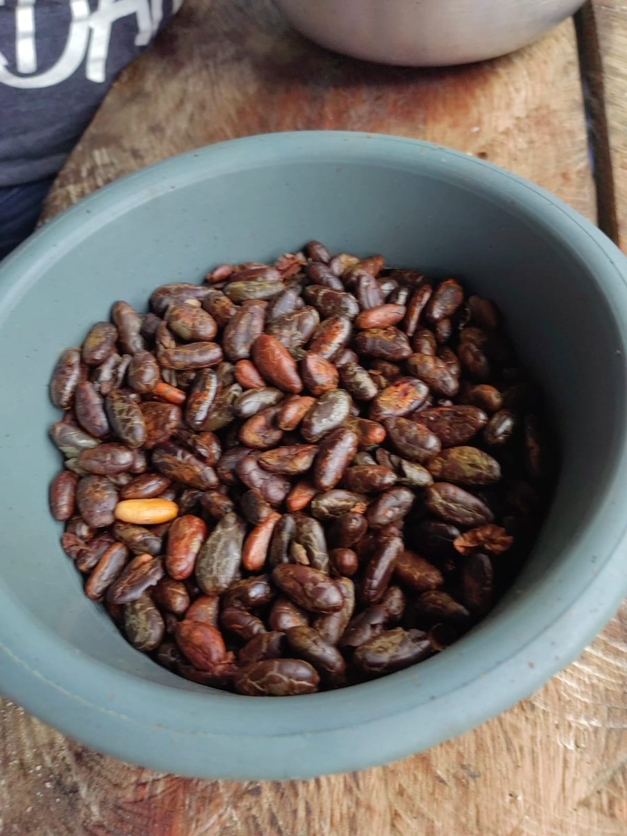 En aras de la 1 Reunión Mundial de la Coalición por la Alimentación Escolar <a href="/XiomaraCastroZ/">Xiomara Castro de Zelaya</a>  resulta importante valorar incluir alimentos producidos localmente como el cacao en la Muskitia <a href="/erikaurtecho/">Erika Urtecho Echeverría</a>  <a href="/SpondaDaniel/">Daniel Sponda</a> <a href="/jcardonaerazo/">José Carlos Cardona Erazo</a> <a href="/LauraSuazoT/">Laura Suazo</a> <a href="/escoto_marlon/">Marlon Escoto Valerio</a> #MSAN <a href="/UNAHoficial/">UNAH Universidad Nacional Autónoma de Honduras</a>