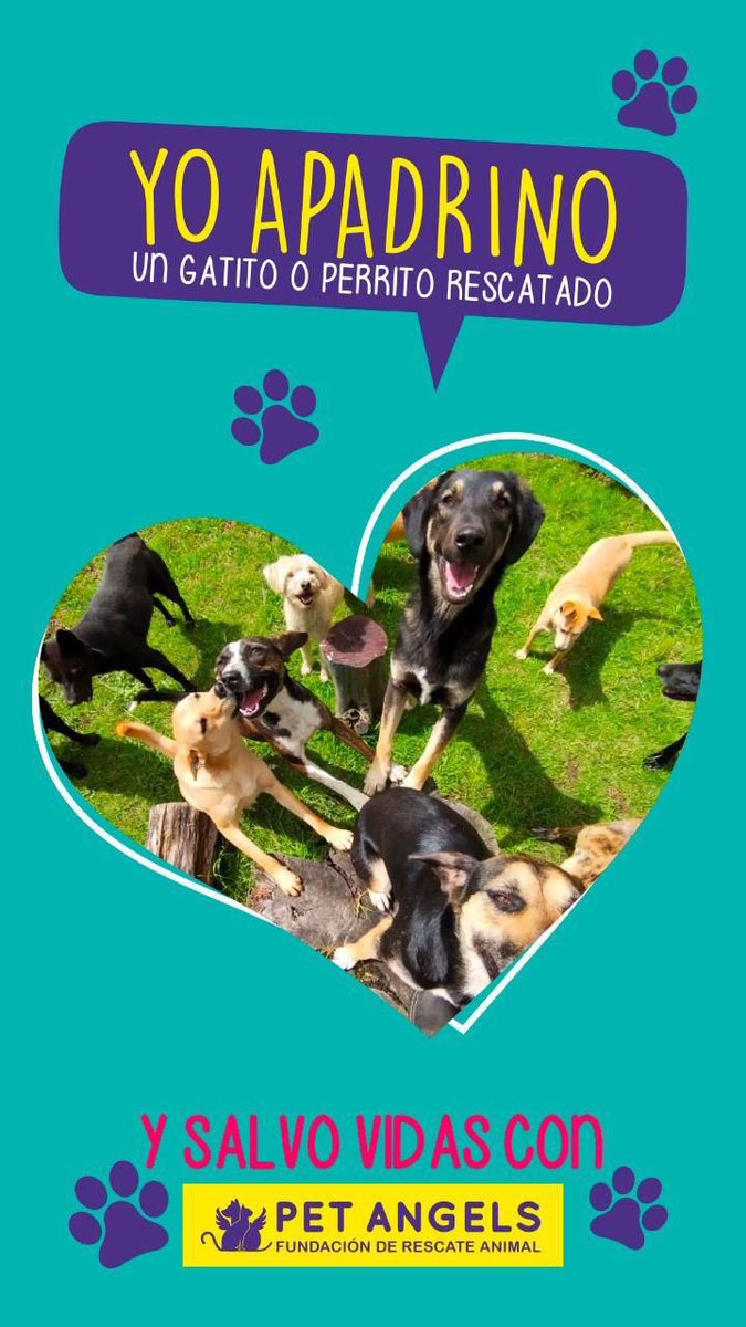 PetAngelsCol 🐱🐶 tweet media