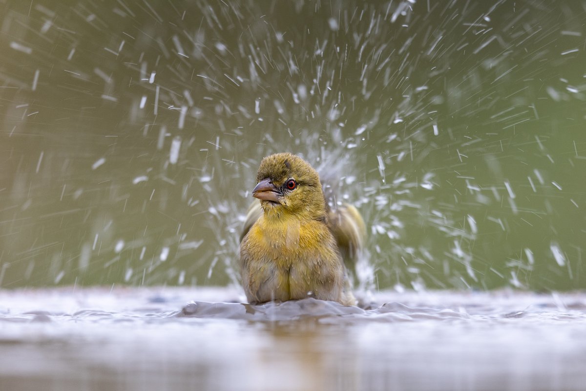 AltonCameraClub's tweet photo. 3/4.  Geoff placed "Hanging on the Telephone" by Renee Smith in first place, second place was Tony Cole with his charming image "Splish, Splash", whilst in third place was Wendy Davies with "Don't Rain on My Parade". https://t.co/6mShEAs4l4
