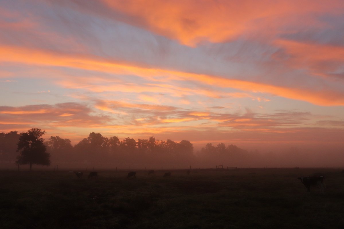 ncpr's tweet photo. Photo of the Day: "Misty pink sunrise. Early morning on the Zufall Farm in Lisbon, NY." ๐ธ : David Zufall @davidzufall
To submit a photo, visit the link in our bio.
#ncprpotd https://t.co/EWyxKogEbw