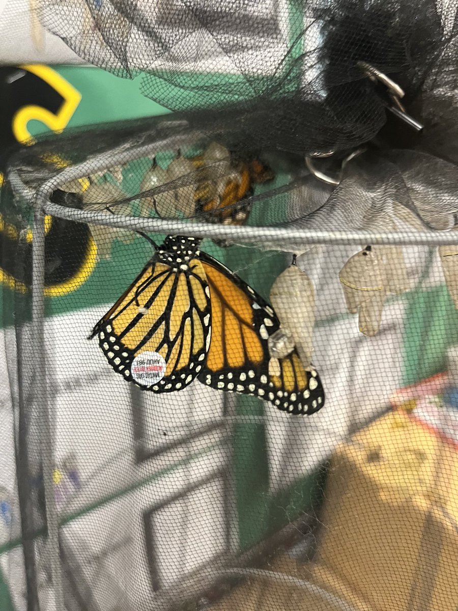Terra Centre Eco Club (@tc_ecoteam) on Twitter photo As the fogg cleared, TC set free many monarchs today across multiple classrooms in preschool and 2nd grade. Good luck on your migration to Mexico. We hope your tags get tracked! <a href="/fcpsGet2Green/">FCPS Get2Green</a> As the fogg cleared, TC set free many monarchs today across multiple classrooms in preschool and 2nd grade. Good luck on your migration to Mexico. We hope your tags get tracked! <a href="/fcpsGet2Green/">FCPS Get2Green</a>