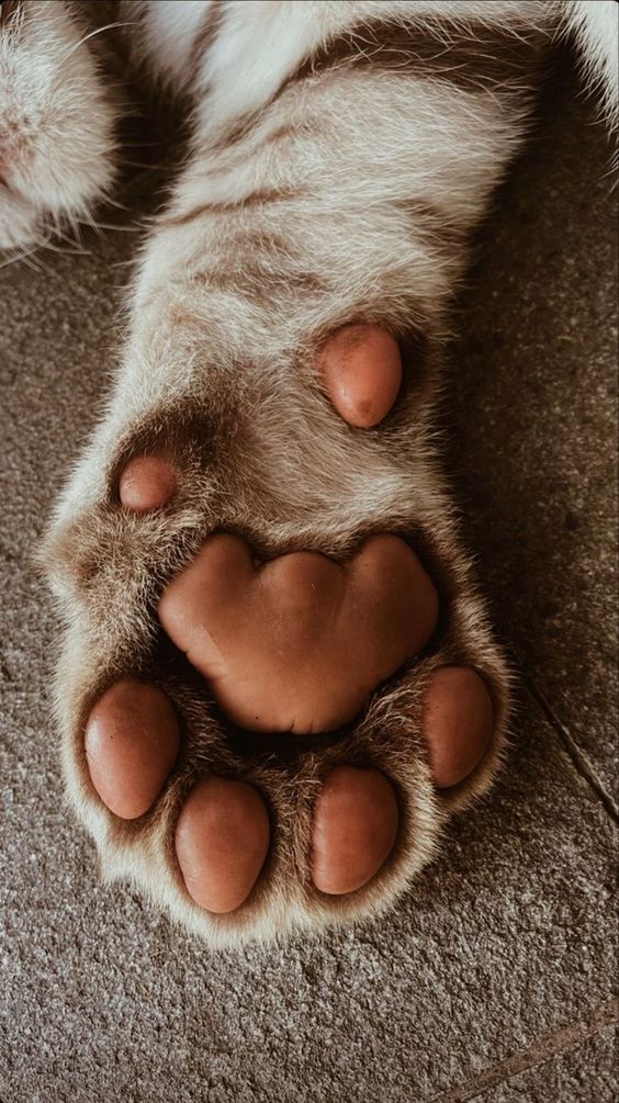 MaisaaManu's tweet photo. Uma patinha !

#CatsOfTwitter #gatos #lovecats #amogatos https://t.co/5PfodzZHti