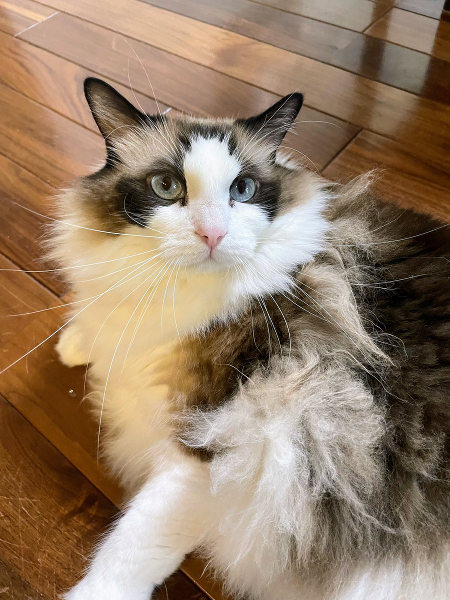 ママ、僕のXの更新どうなってる？
ちゃんと僕の魅力をお伝えして下さい！！
と申しております‥‥‥😅

#猫 #ラグドール  #おこ
#久しぶりの更新 #三連休初日