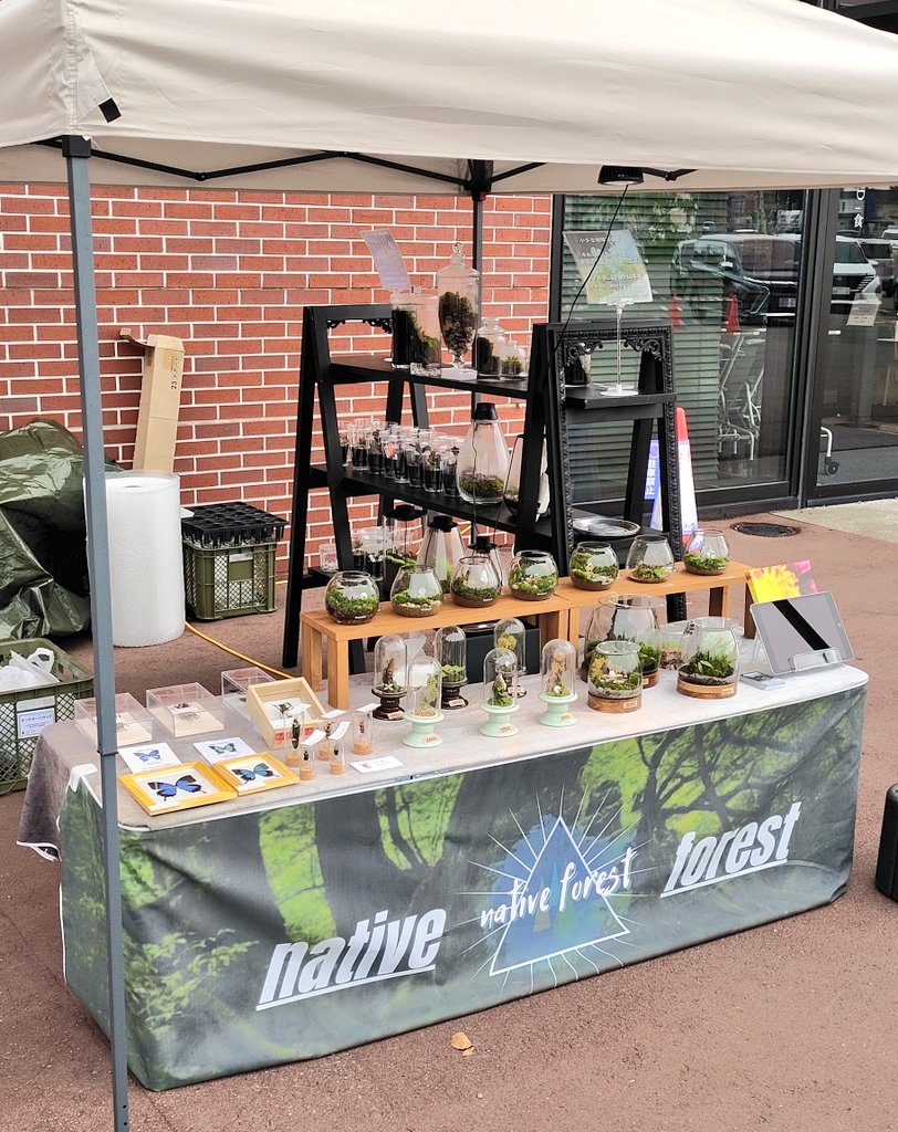 poly_specimen's tweet image. 本日は江別 蔦屋書店にて、nativeforestさん（@nativeforest）のお隣で少しだけ標本を販売しています。時間は10時～16時の間となります。是非お越しください！ 

 #nativeforest #標本屋のぶんぶん  #テラリウム #昆虫標本  #江別市