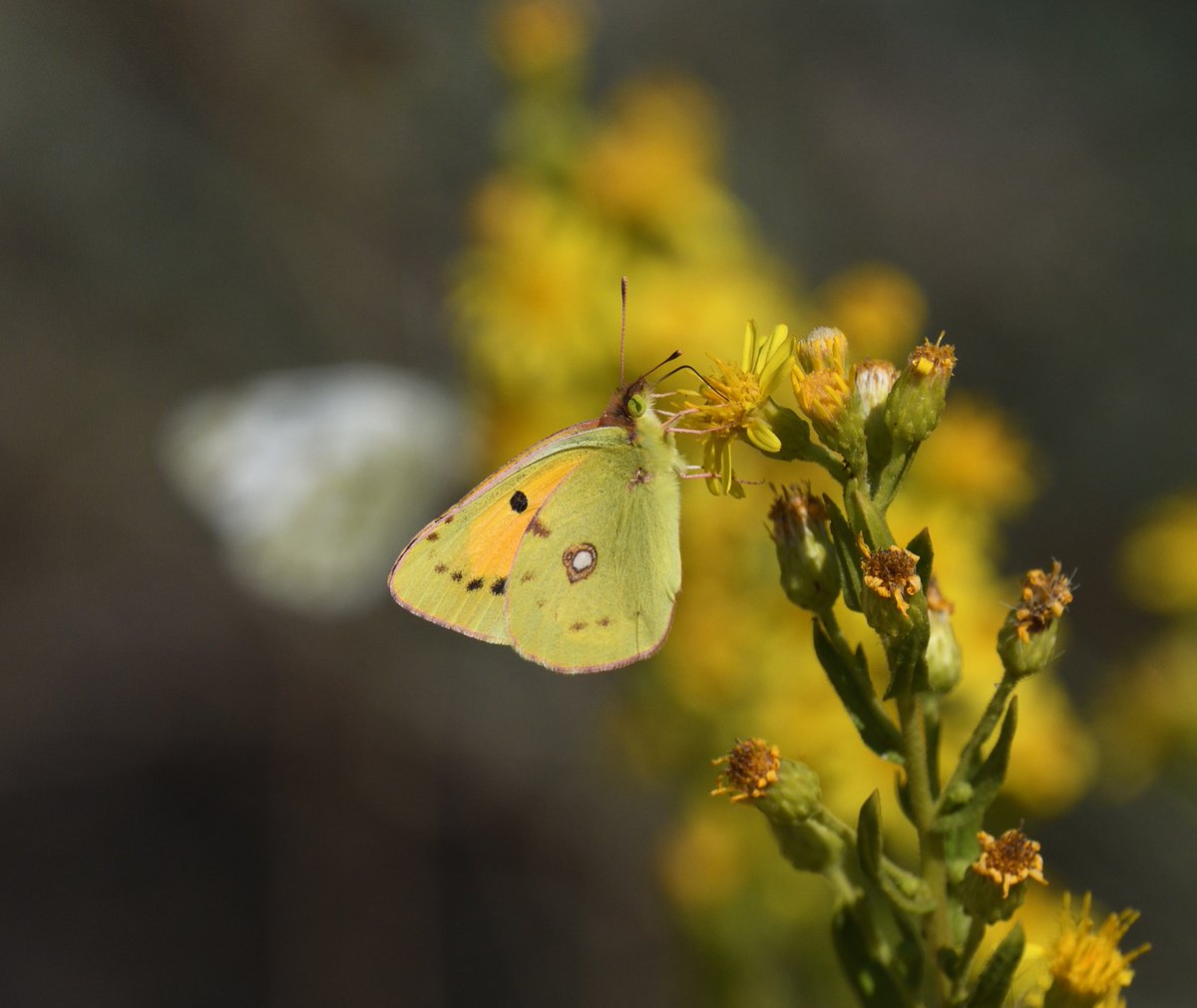 JoKingDevon's tweet photo. Throughout this trip we've seen hundreds, possibly thousands of #CloudedYellow butterflies, they are literally everywhere and by far the most common butterfly seen #France and #Spain https://t.co/9AbTp3MNKD