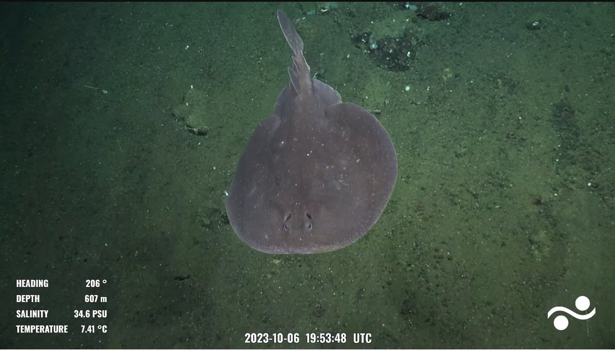 male Electric Ray (Torpedo fish) 604m #CliffReefs 
Fernandina Island