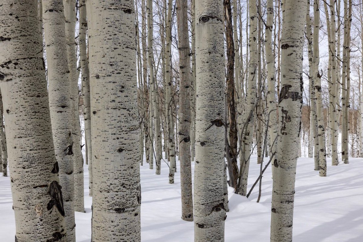 UtahFFSL's tweet image. 🌲 Utah&apos;s forests are not just pretty; they play a crucial role in our ecosystem. They purify our air, provide wildlife habitat, and boost our local economies.  🍂🦌 #TreesAreTheAnswer #ForestryMatters