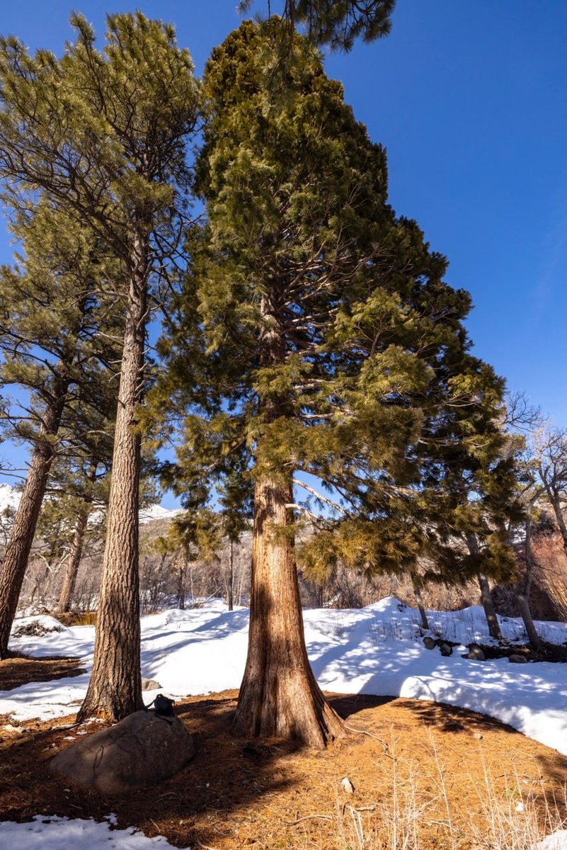 UtahFFSL's tweet image. 🌲 Utah&apos;s forests are not just pretty; they play a crucial role in our ecosystem. They purify our air, provide wildlife habitat, and boost our local economies.  🍂🦌 #TreesAreTheAnswer #ForestryMatters