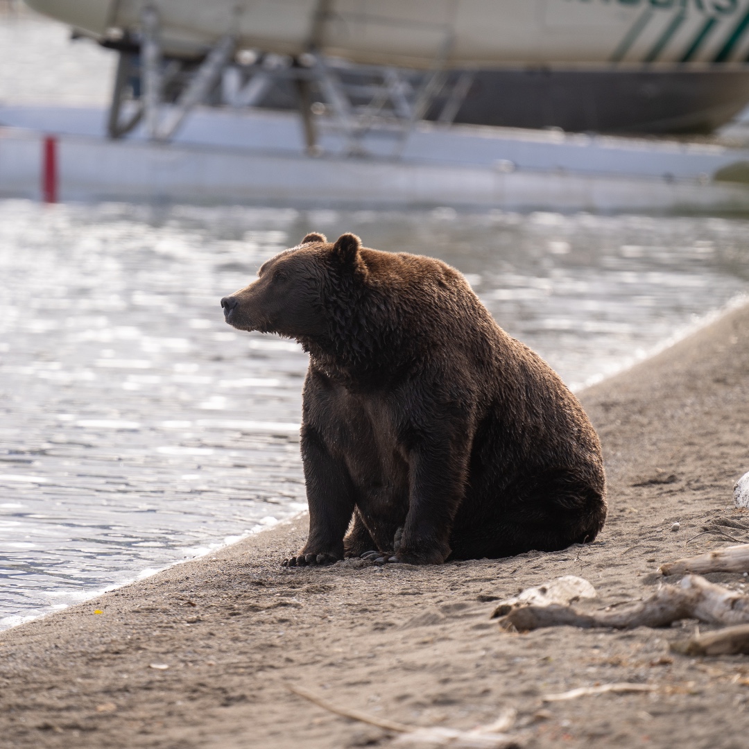 This is the ideal male body. You may not like it, but this is what peak performance looks like. 

(Bears need fat to survive winter hibernation, &amp; 151 Walker is clearly set up well here.)

Vote for these fine specimens at fatbearweek.org by 5PM AKDT.

NPS Photo/K. Moore