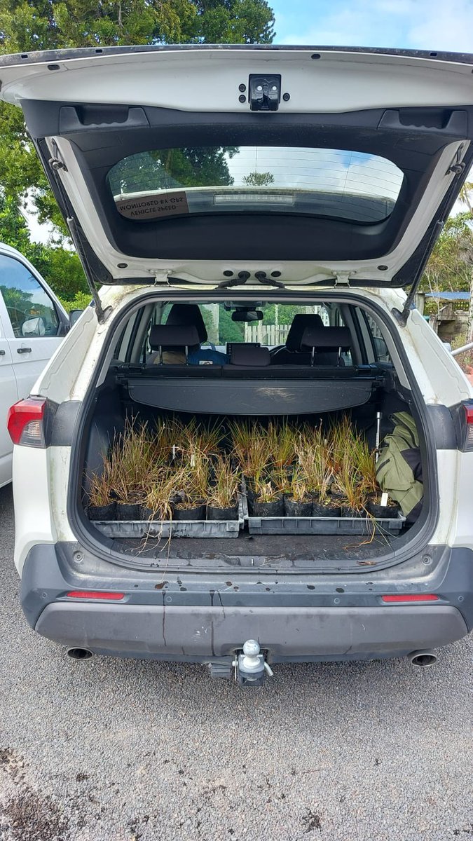 Sixty four plants on the brink of extinction propagated at Ōtari Native Botanic Garden being collected by <a href="/docgovtnz/">Department of Conservation</a> rangers from Turangi for planting into the wild. This wetland plant has declined dramatically in recent years. Only a few Juncus  holoschoenus remain in the wild