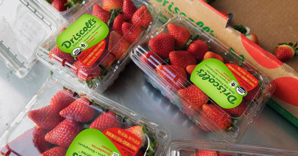 driscollsberry's tweet image. We’re celebrating 7 years of @FairTradeCert! Each purchase of Driscoll’s #FairTradeCertified berries supports the livelihood &amp;amp; wellbeing of workers &amp;amp; community members in the San Quintin Valley of Baja California. 

driscolls.com/about/thriving…

#PurchaseWithPurpose
#FairTradeMonth