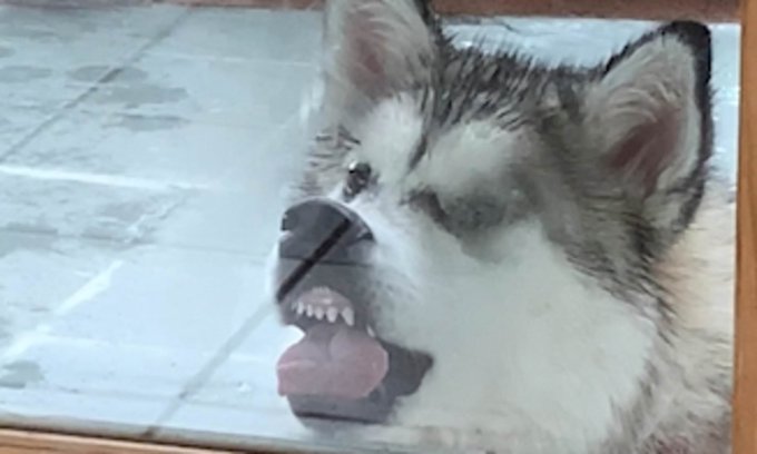 Watch Cenny After Bark's leaked NSFW photo on TwXstars