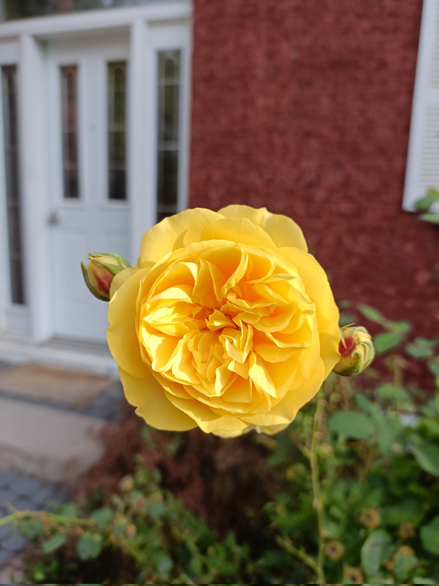 October roses, emblems of climate change 🌹