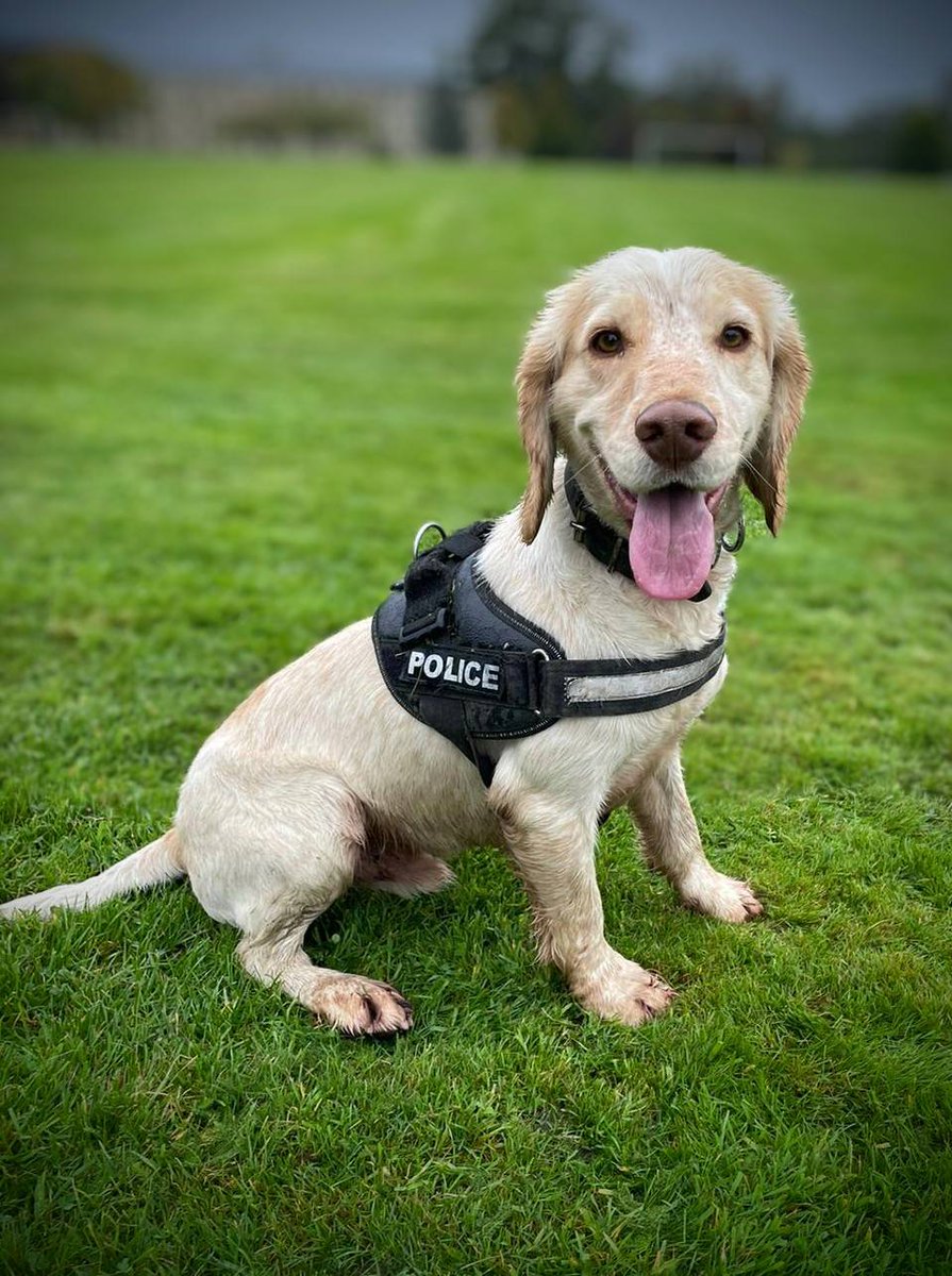 PSOSDogs's tweet image. There's a new kid on the block in the East of Scotland; introducing #PDMac, our new Victim Recovery dog.

He's replacing #RPDOtis who retired yesterday. Mac and #S319 passed their course with flying colours and are ready to help communities across the region.

Wish him luck!
