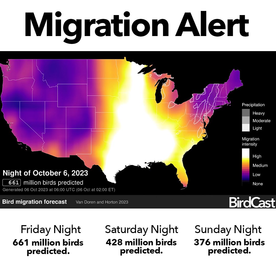 MIGRATION ALERT: More than 600 MILLION birds predicted for tonight! Given the tragic mass window collisions in Chicago (see our previous post), it's an important time to dim nonessential outdoor lights at night & make your windows safer for birds: birdcast.info/science-to-act…