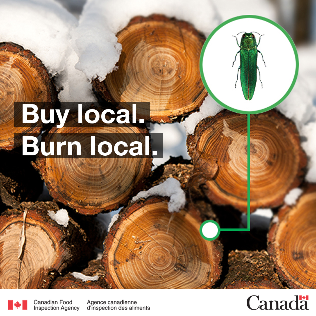 Pests can spend the winter hibernating inside firewood, so if you’re buying firewood this fall or winter, #BuyLocalBurnLocal and #DontMoveFirewood to avoid spreading invasive species like the #EmeraldAshBorer. 🪵🐞 

bit.ly/3TLx3HW